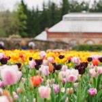 Flowers at Biltmore Estate