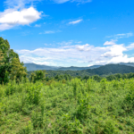 Land in Marshall North Carolina