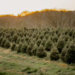 Choose and Cut Christmas Tree Farms Western North Carolina Asheville