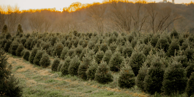 Choose and Cut Christmas Tree Farms Western North Carolina Asheville