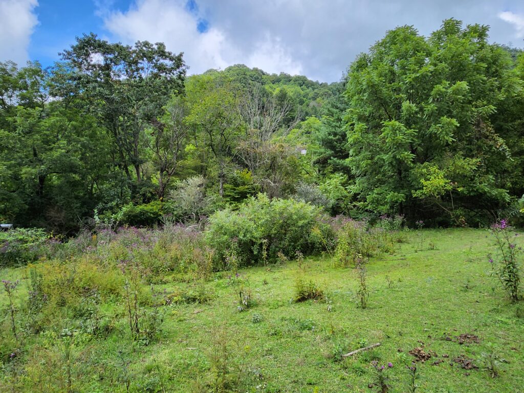 beautiful land for sale in Clyde NC
