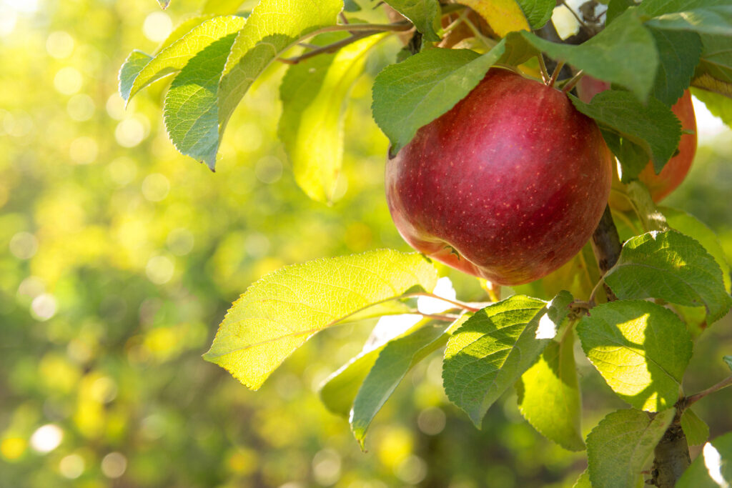 Stepp's Hillcrest Orchard in Hendersonville NC