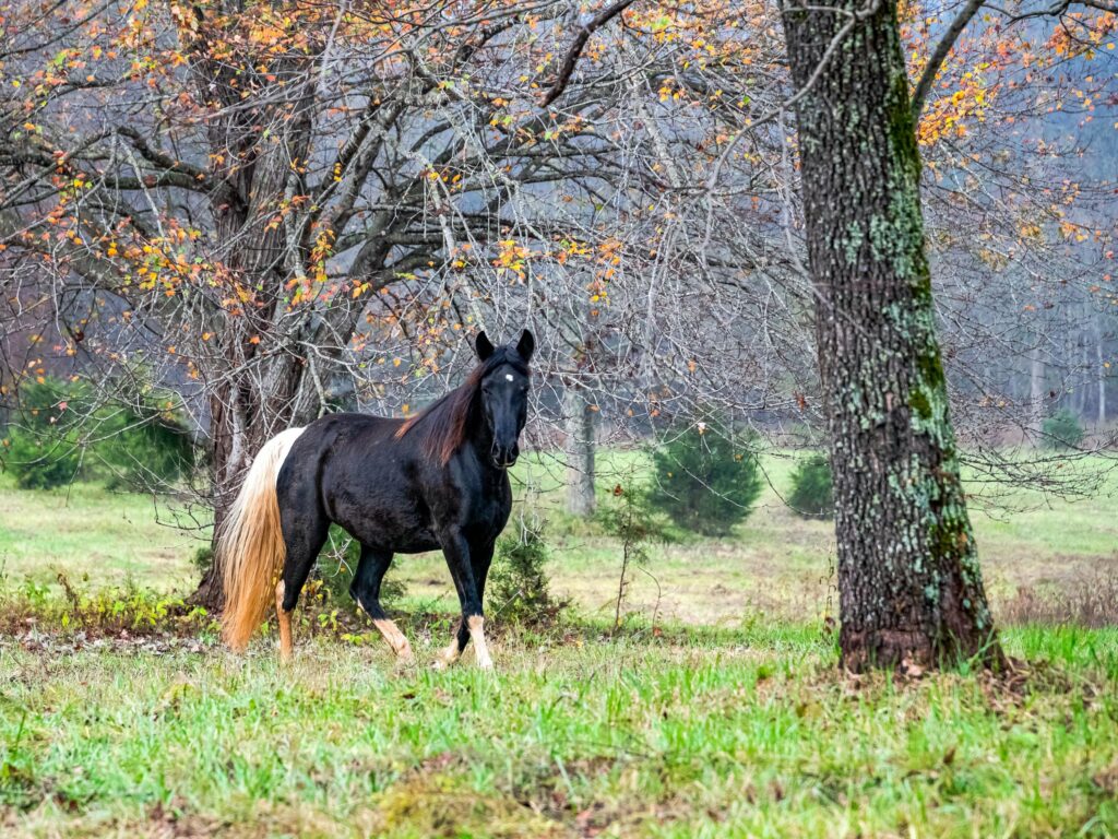 Horse land for sale in Tryon