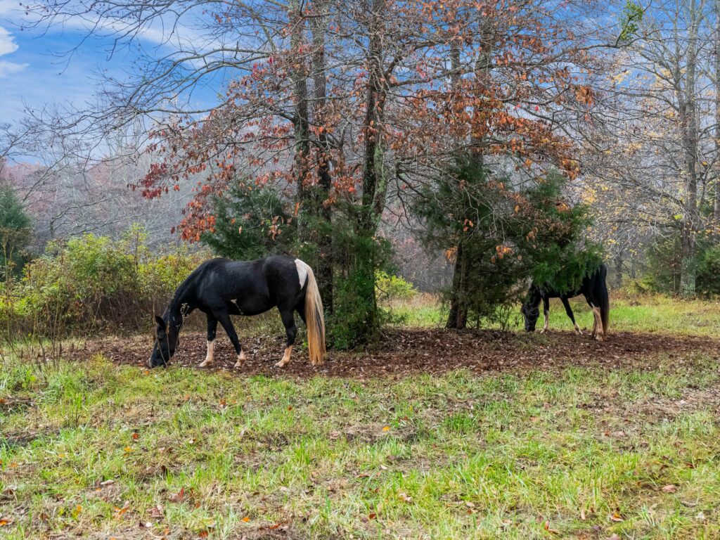Land for horses and barn in Tryon