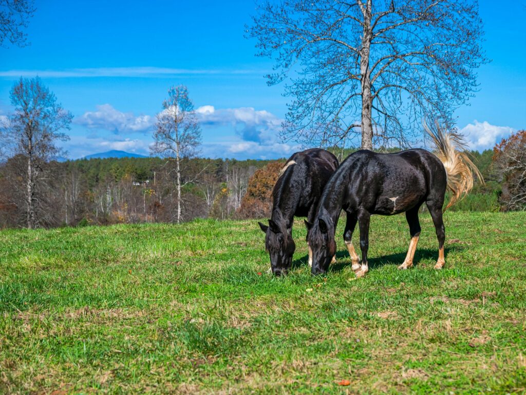 Tryon horse country land for sale