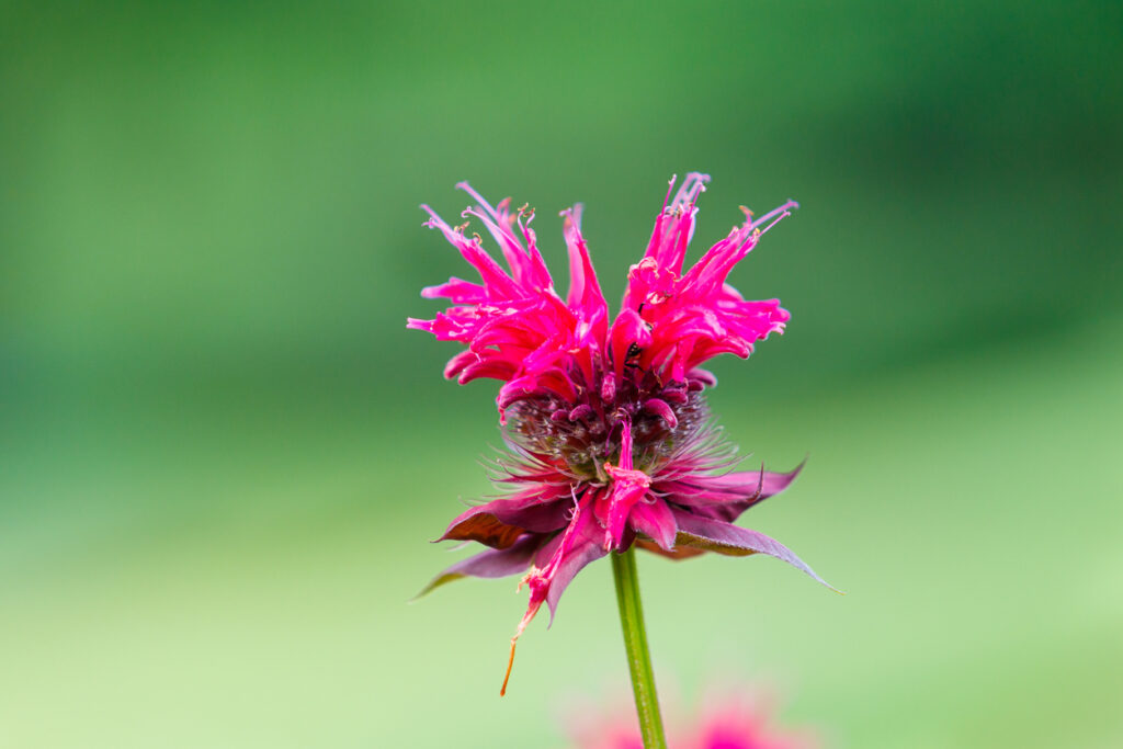 Bee balm flower Western North Carolina