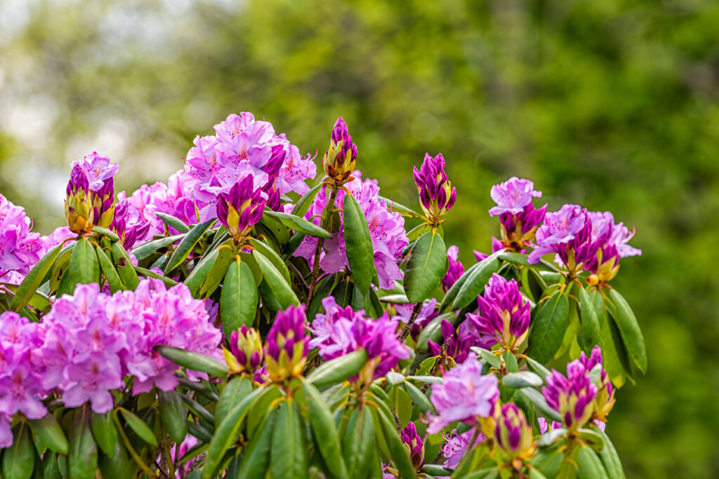 Rhododendron Western NC