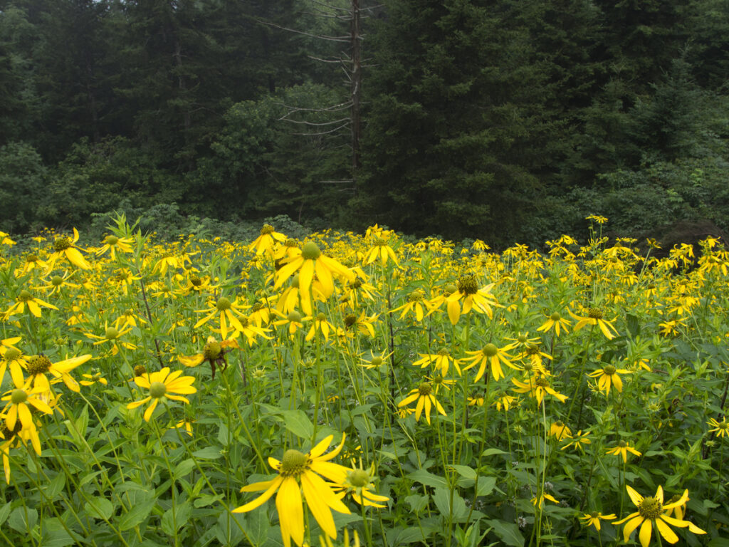 Black-eyed susans in North Carolina