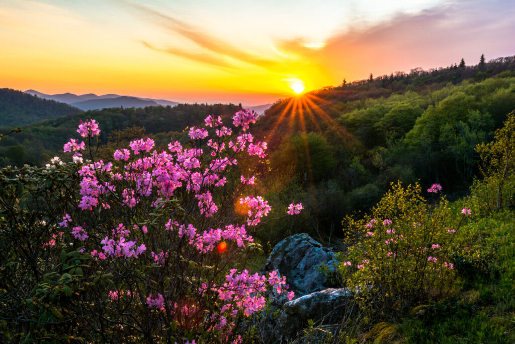 Black Balsam area of Blue Ridge Parkway in spring