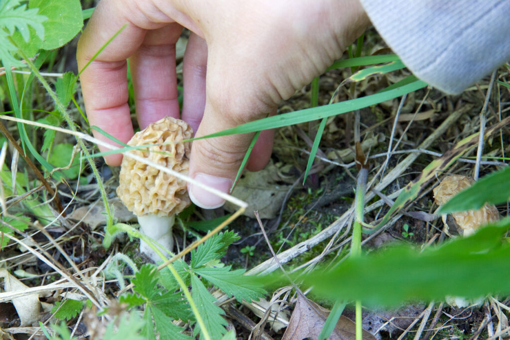 Morel Mushrooms Foraging in Western North Carolina