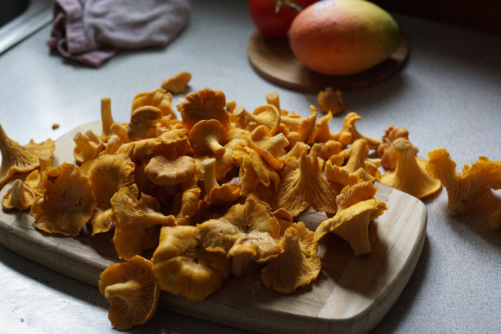 Chanterelles foraged in Western NC