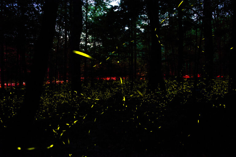 The Ultimate Guide to Seeing Fireflies in Western North Carolina: Top ...