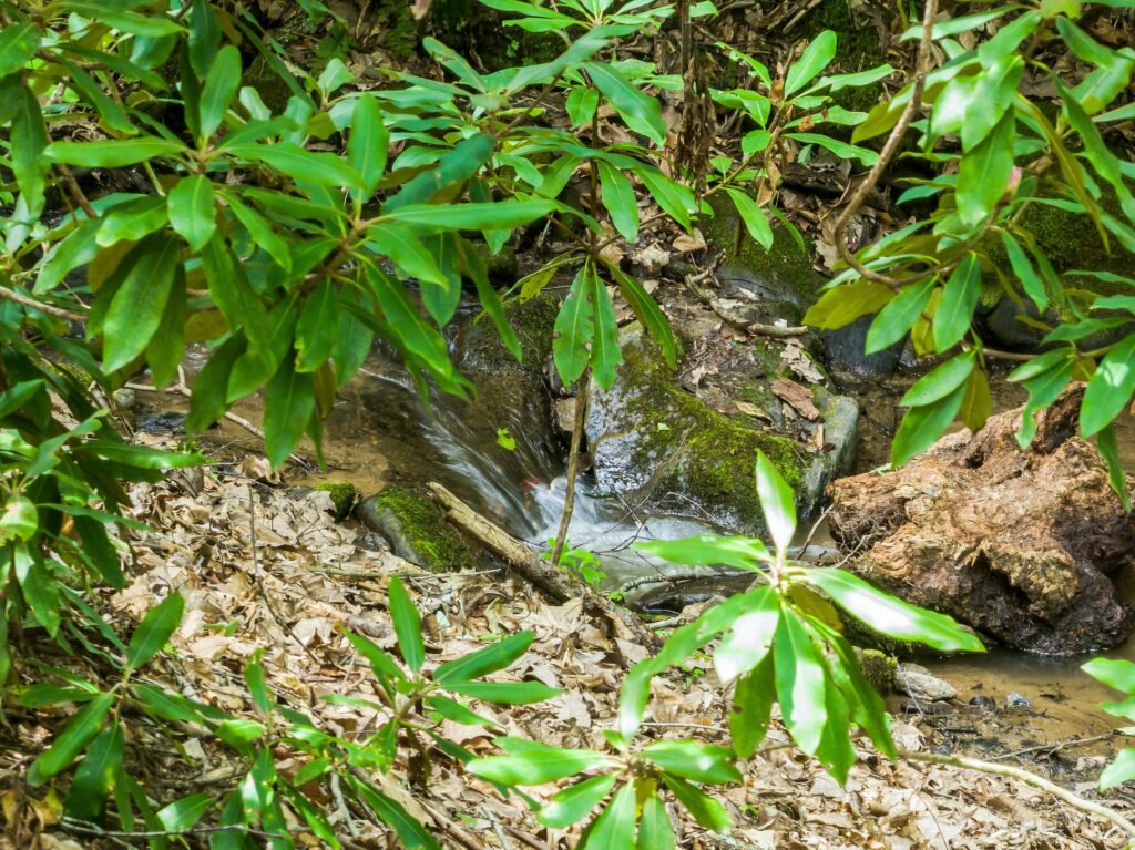 Grassy Branch Creek in Asheville