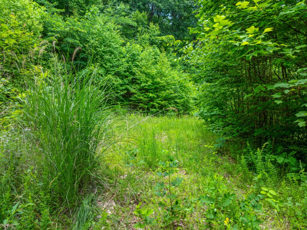 Swannanoa Mountain Lot with Improvements for Sale