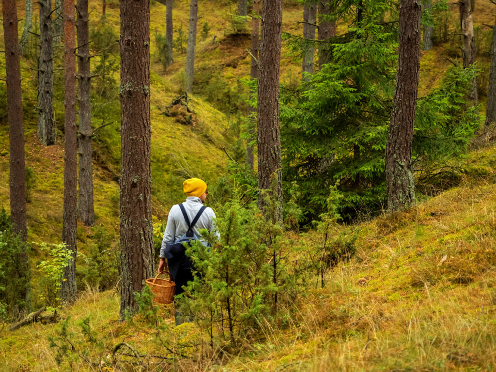 Foraging in Western NC mountains prepper off-grid