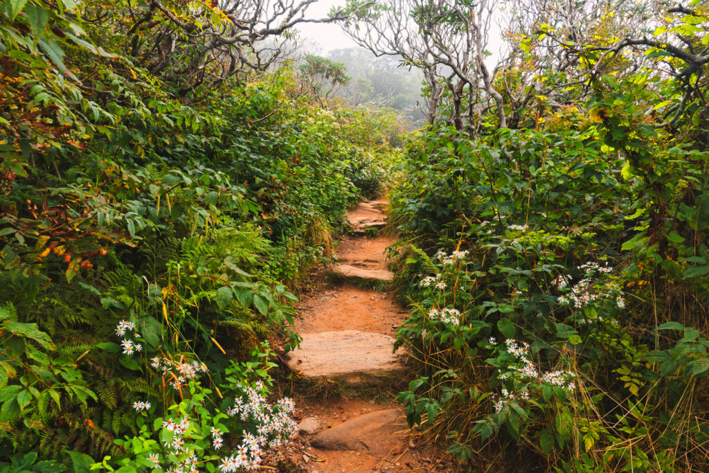 craggy gardens rhododendrons
