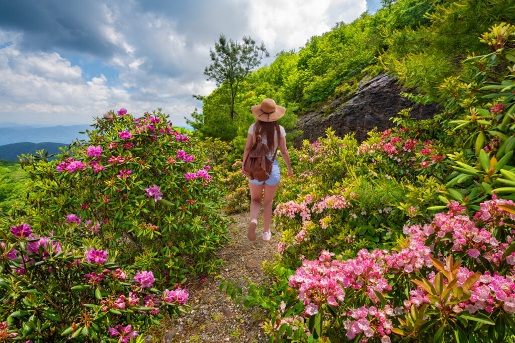 Rhododendrons on blue ridge parkway